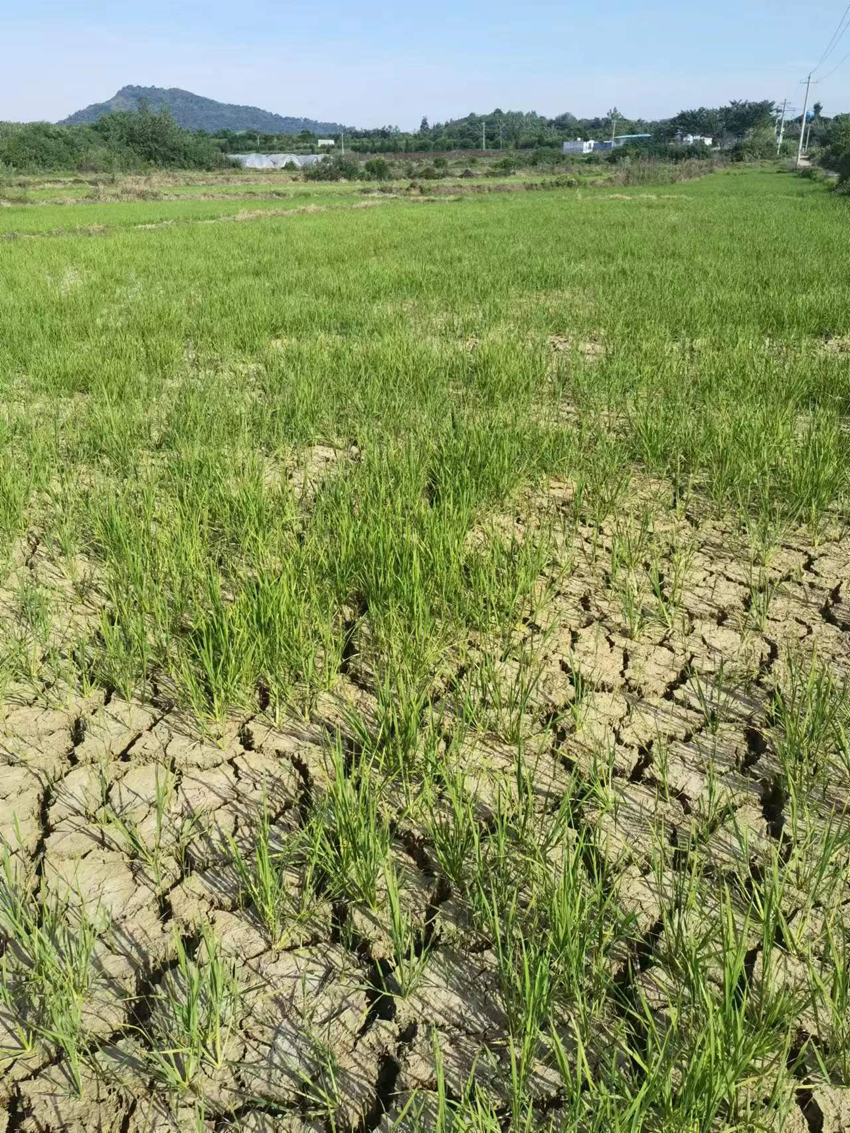 8月25日，湖北浠水县蔡河镇，瞿正朋稻田中的裂缝。受访者供图